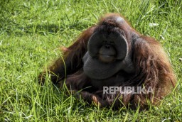 Terluka Senjata Tajam, Orangutan Diselamatkan dan Mendapat 9 Jahitan