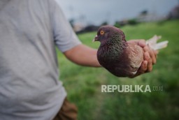 Pencurian Merpati Senilai Puluhan Juta Rupiah Dibongkar Polisi