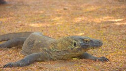 Dampak Perubahan Iklim, Komodo di Indonesia Terancam Punah