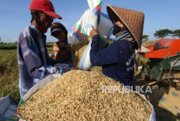 BPS Catat Harga Gabah Anjlok dan Nilai Tukar Petani Kembali Turun