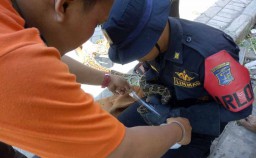 Ular Piton Sepanjang 3 Meter Dievakuasi dari Rumah Warga di Surabaya