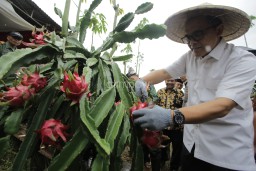 Petani Buah Naga Organik di Banyuwangi Tuai Berkah di Bulan Ramadan