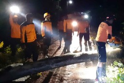 Pohon Tumbang Tutup Jalur Magetan-Ponorogo, Arus Lalin Macet