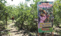 Atasi Harga Anjlok, Petani ini Buka Wisata Petik Jeruk di Ponorogo