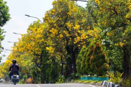 Bunga Tabebuya Kembali Bermekaran, Percantik Kota Surabaya di Hari Lebaran