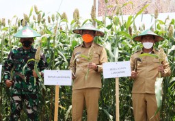Mengenal Sorgum, Komoditas Pangan Lokal Potensial di Lamongan