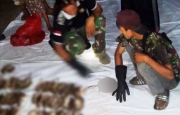 Hama Tikus Hantui Petani di Gresik, 70 Penembak Jitu Dikerahkan