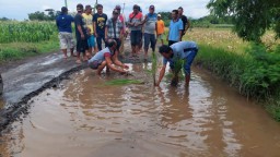 Wujud Protes, Warga Probolinggo Tanam Padi di Jalan Rusak