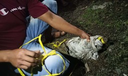 Heboh Penampakan Buaya Muara di Sungai Kalibaru, Banyuwangi