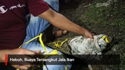 Video: Heboh, Buaya Tersangkut Jala Ikan