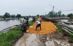 Melihat Desa Cermen Gresik, Lokasi Terdampak Luapan Kali Lamong