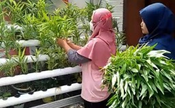 Emak-emak di Ponorogo Sukses Kembangkan Tanaman Hidroponik, Hasilnya Lumayan