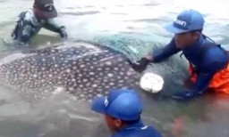 Seekor Hiu Tutul Seberat 1 Ton Terperangkap Jaring Nelayan di Banyuwangi