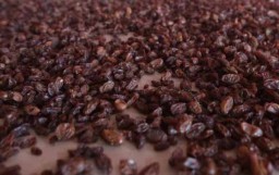 Manfaat Kismis Hitam, dari Cegah Kerontokan Rambut hingga Cegah Anemia