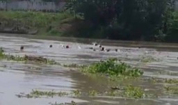Perahu Penyeberangan Terbalik di Bengawan Solo, Puluhan Penumpang Terbawa Arus