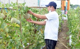 Terapkan Urban Farming, Petani Milenial Lamongan Panen Melon Bareng Bupati