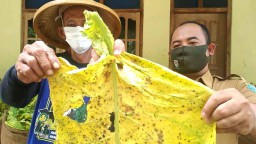 Petani Ponorogo Buang Hasil Panen Tembakau yang Membusuk Dijadikan Pupuk Organik