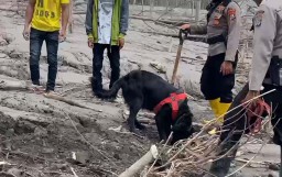 Melihat Aksi Anjing K-9 Milik Polda Jatim Bantu Temukan Korban Erupsi Semeru