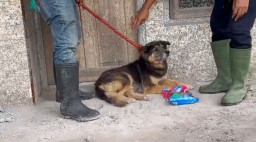 Kisah Pilu Nemo, Anjing yang Setia Menanti Pemiliknya Pulang Pasca Erupsi Semeru