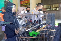 Polres Tanjung Perak Gagalkan Penyelundupan Ratusan Burung Dilindungi