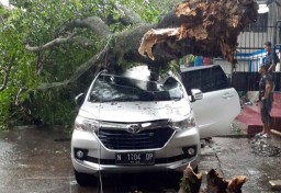 Pohon Tumbang Timpa Mobil Akibat Hujan Angin di Kota Malang