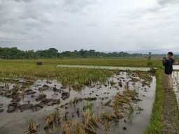 Pilihan Pembaca: Petani Disambar Petir hingga Rumah Rusak Diterjang Hujan Angin