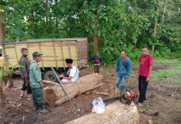 Perhutani Bongkar Pembalakan Kayu Jati di Pesanggaran, Banyuwangi