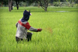 Petani Jawa Timur Berharap Pemerintah Segera Alokasikan Pupuk Subsidi 2022
