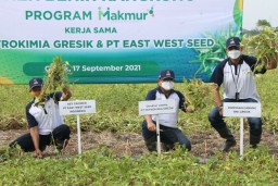 Melihat Upaya Petrokimia Gresik Antisipasi Anjloknya Harga Hasil Penen Petani