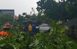 Hujan Disertai Angin Kencang, Pohon Tumbang Timpa Mobil di Surabaya