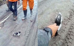 Cerita Relawan Temukan Anak Kucing Masih Hidup di Tengah Erupsi Semeru