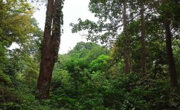 Pilihan Pembaca: Wangi Mawar hingga Identitas Penyerang Mapolres Lumajang