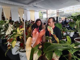 Penggemar Tanaman Hias Jatim Ramaikan Kontes di Kota Batu