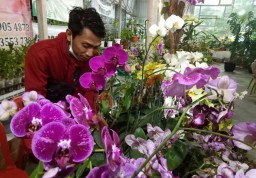 Pecinta Tanaman, Ini Tips Merawat Bunga Anggrek Bulan Langsung dari Pakarnya