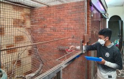 Keren, Peternakan Murai Batu Milik Pelajar SMP ini Beromzet Puluhan Juta Sebulan