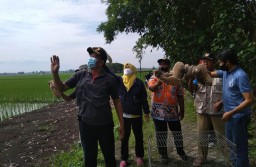 14 Burung Hantu Dilepaskan untuk Kendalikan Hama Tikus di Jombang