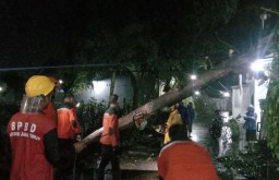 Dua Rumah di Kota Probolinggo Rusak Tertimpa Pohon Tumbang Akibat Hujan Angin