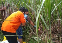 Mayat Perempuan Telanjang Ditemukan di Ladang Tebu Jombang