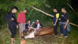 Hilang Sepekan, Sapi Simental Milik Warga Probolinggo Ditemukan di Lumajang