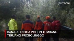 Video: Banjir hingga Pohon Tumbang Terjang Probolinggo