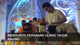 Video: Mewahnya Perayaan Ulang Tahun Anjing di Surabaya