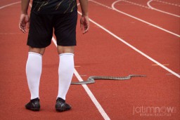 Seekor Ular Muncul di Lapangan Gejos, Pertandingan Sempat Terhenti