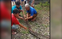 Ular Piton Biang Keladi Raibnya Hewan Ternak di Pasuruan Ditangkap