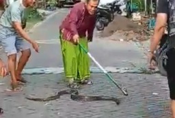 Warga GKB Gresik Tangkap Ular Piton yang Berkeliaran di Pemukiman
