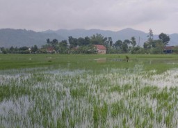 Intensitas Hujan Tinggi, Ratusan Hektare Sawah di Tulungagung Terendam Banjir