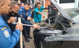 Perjuangan Petugas Damkar Mengevakuasi Ular Sanca dalam Kap Mobil di Mojokerto