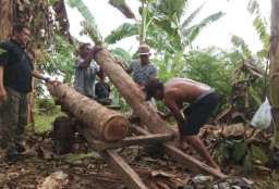 Belasan Batang Kayu Jati Tak Bertuan Ditemukan di Siliragung, Banyuwangi