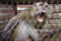 Kera Ekor Panjang Menyerang, Permukiman Ini Mencekam