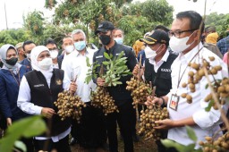 Kagumnya Khofifah Melihat Budidaya Klengkeng Bermetode Tripple Cropping di Tuban
