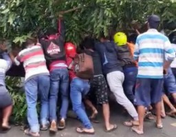 Pemotor Tertimpa Pohon Tumbang di Pantura Banyuwangi-Situbondo